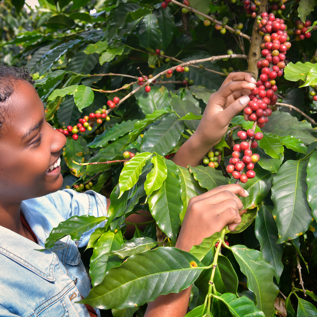 Ethiopian Sidamo G1 Bulfal Kilenso Arabica Coffee - Tempo Coffee